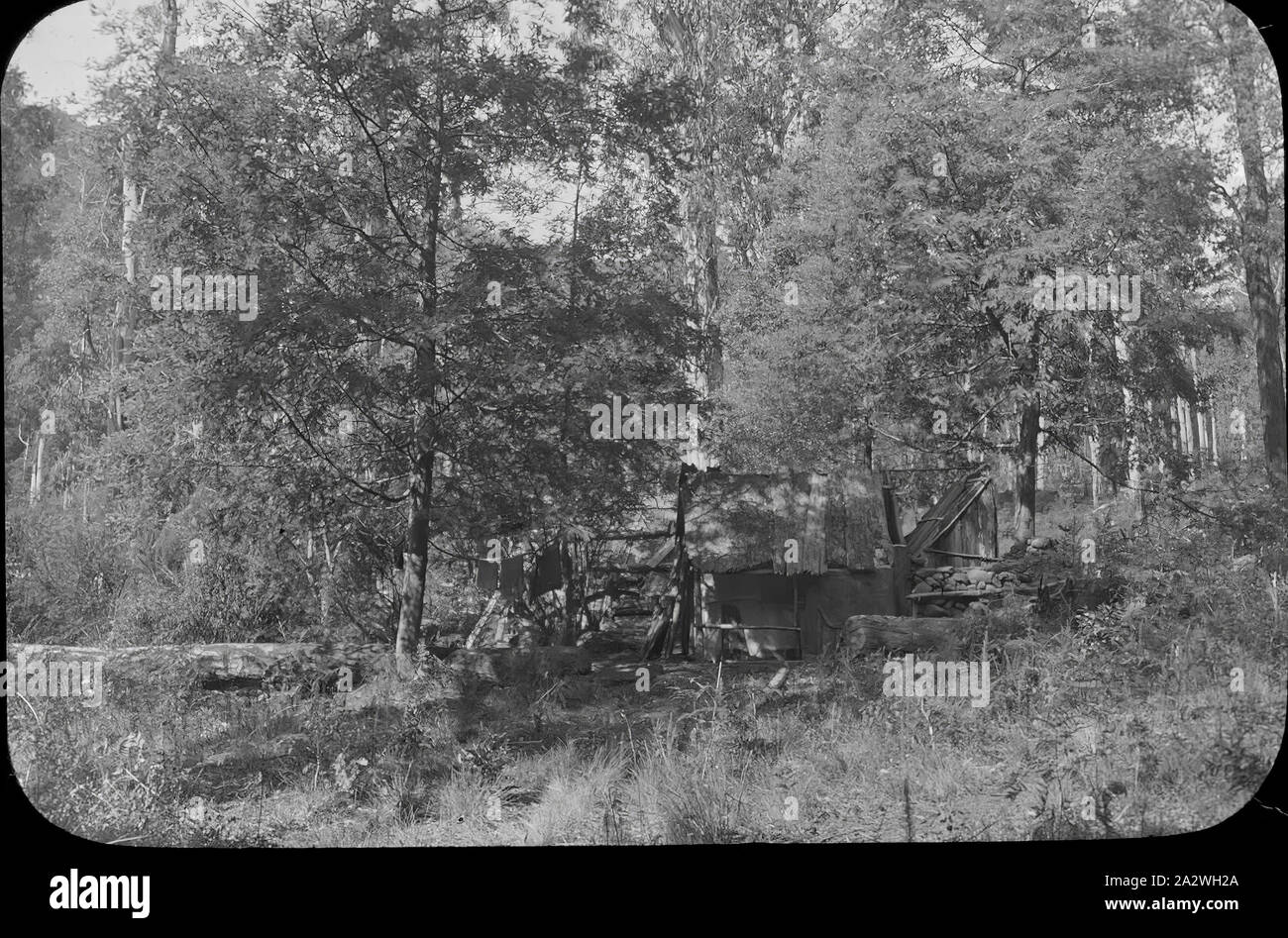 Laterne Folie - der prospektor Hütte, Obere Yarra Track, Victoria 1904 - 1907, schwarz-weiß Bild von einem prospektor Hütte unter den Bäumen des Oberen Yarra Track, fotografiert von A.J. Campbell, der zwei Wandern Wanderungen der oberen Yarra Track, einer in 1904 organisiert und der anderen im Jahr 1907. Eine von Vielen, die Bestandteil des A.J. Campbell Sammlung von Museum Victoria gehalten Stockfoto