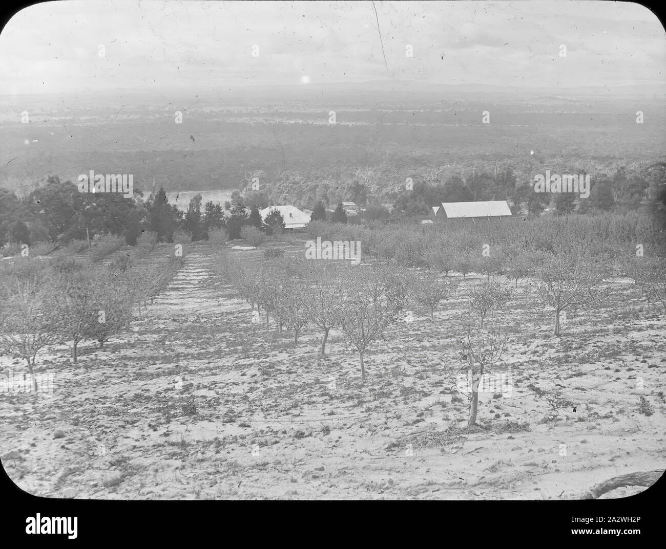 Lantern Slide-Pomonal, Grampians, Victoria, um 1910, Schwarz-Weiß-Bild der Obstgärten auf dem Anwesen von Archibald George Campbell in der Nähe von Pomonal Stawell in den Grampians von Victoria besessen, fotografiert von seinem Vater A.J. Campbell. eine von vielen Formen der A.J. Campbell Sammlung von Museum Victoria gehalten Stockfoto