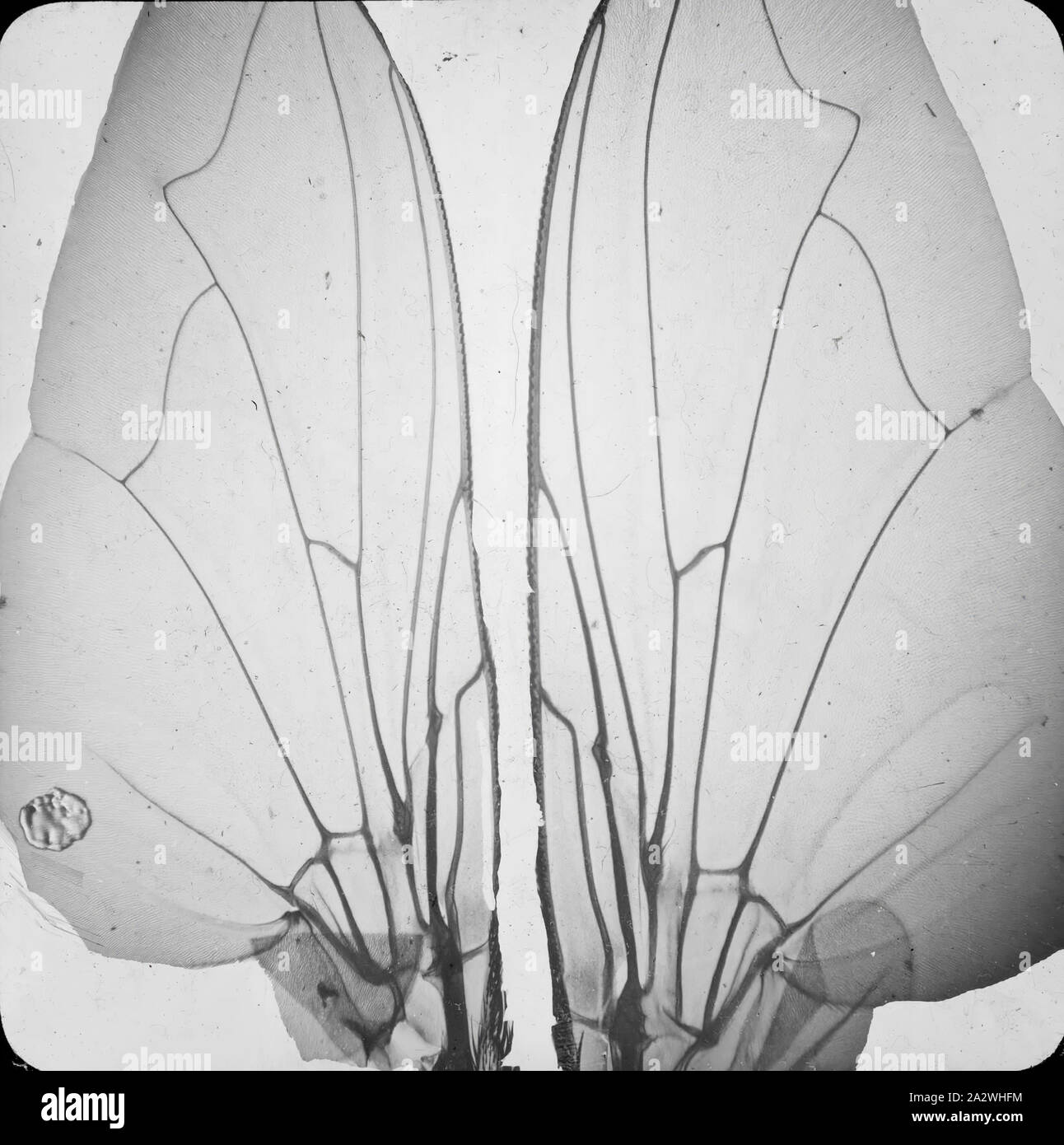 Lantern Slide-zikade Flügel, Australien, Datum unbekannt, ein schwarz-weiß Bild von zikade Flügel fotografiert von A.J. Campbell. eine von vielen Formen der A.J. Campbell Sammlung von Museum Victoria gehalten Stockfoto
