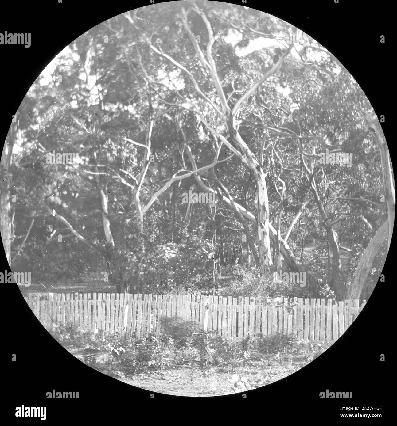 Lantern Slide-Country Garden, Australien, Datum unbekannt, Schwarz-Weiß-Bild, der Bäume und der Lattenzaun, die Teil eines Landes Garten, fotografiert von A.J. Campbell Stockfoto