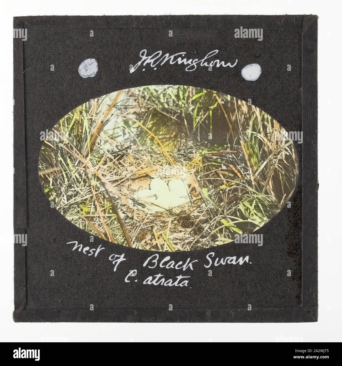 Laterne Folie - "Nest der schwarze Schwan", 1940, farbige Laterne Folie, die das Nest und Eier von einem schwarzen Schwan. Bild von J.R.Kinghorn, (1891-1983), Zoologe, Kuratorin des Museums und Broadcaster. Kinghorn wurde am Australian Museum in Sydney zwischen 1907-1956 beschäftigt Stockfoto