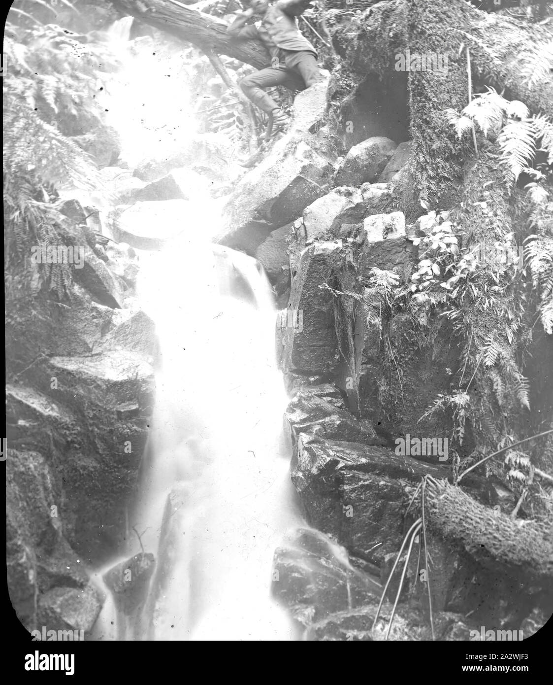 Laterne Folie - Sherbrooke fällt, Victoria, Datum unbekannt, ein schwarz-weiß Bild des Sherbrooke fällt mir gerade ein Herr in der oberen rechten, im Sherbrooke Forest Stockfoto