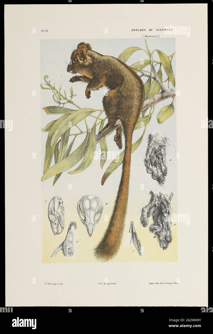 Lithographischen Drucken - Leadbeater's Possum, Gymnobelideus leadbeateri, John James Wilde, 1884, Lithographie Nachweis von Sir Frederick McCoy, Direktor des Museum Victoria als Teil seiner zoologischen Forschung in Auftrag gegeben wurde. Es ist Teil des viel größeren Prodromus Sammlung. Viele der ursprünglichen Abbildungen in die Sammlung informiert der Erzeugung der beiden Volumen des Prodromus der Zoologie von Victoria, war das Museum Victoria erste große Veröffentlichung aus dem Jahr 1878 arbeiten Stockfoto