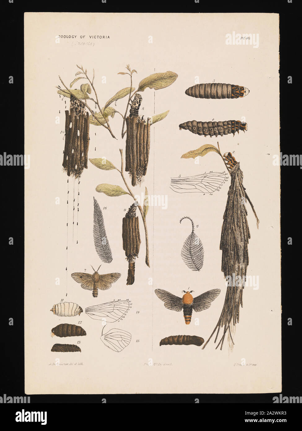 Lithographischen Drucken - Lithographische Tusche auf Papier, Farbe Beweis für Platte 40 im Prodromus der Zoologie von Victoria von Frederick McCoy Stockfoto