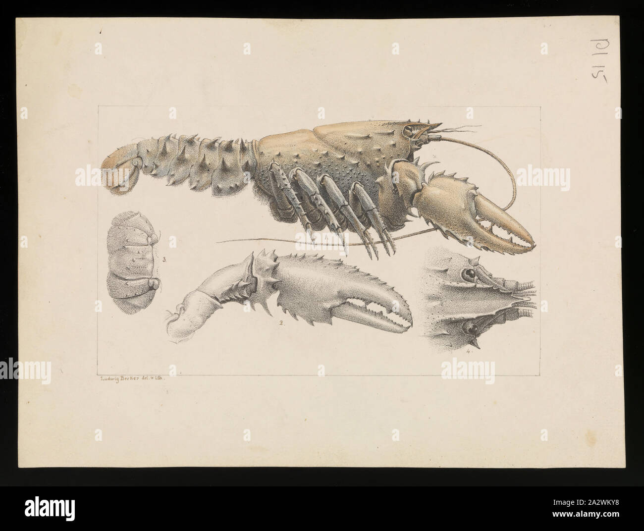 Lithographische Proof-Murray stacheligen Langusten, Euastacus armatus, Ludwig Becker, vor 1878, handkoloriert Nachweis durch Ludwig Becker von Frederick McCoy, Direktor des Museum Victoria als Teil seiner zoologischen Forschung in Auftrag gegeben wurde. Es ist Teil des viel größeren Prodromus Sammlung. Viele der ursprünglichen Abbildungen in die Sammlung informiert der Erzeugung der beiden Volumen des Prodromus der Zoologie von Victoria, war das Museum Victoria erste große Veröffentlichung arbeiten Stockfoto