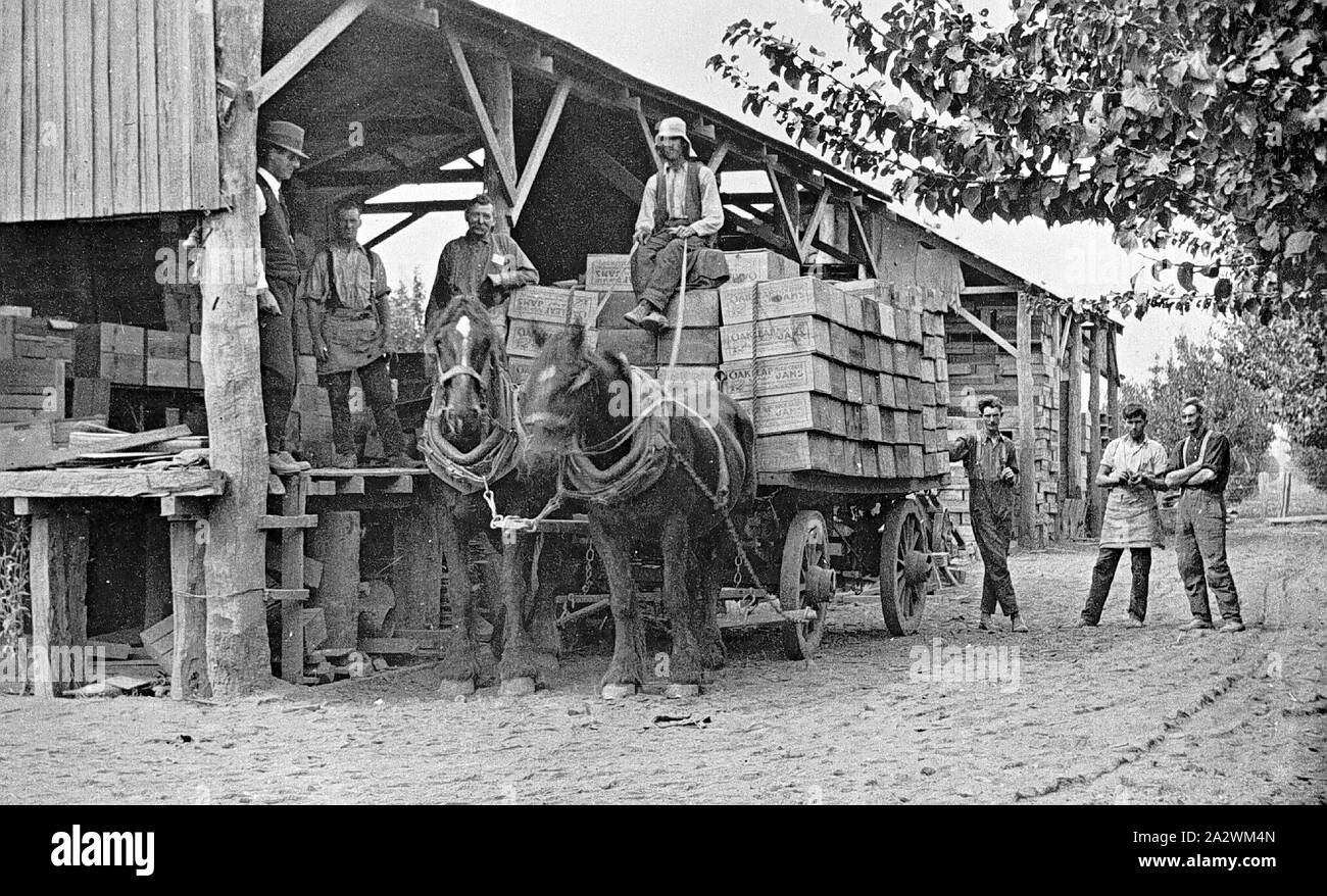 Negative - Lastfälle Frucht Marmelade auf Horse-Drawn Wagen, Merrigum, Victoria, ca. 1920, eine von Pferden gezogene Dray mit Fällen von Obst für Jam geladen. Es gibt mehrere Männer stehen auf einem hölzernen Struktur neben der Dray Stockfoto