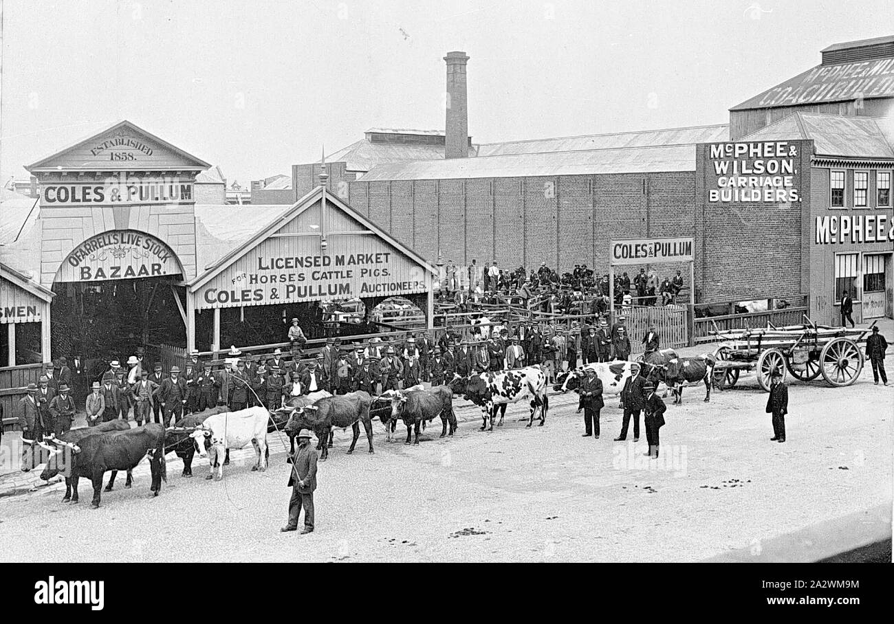 Negative - Bullock Team außerhalb O'Farrells Vieh Basar & Coles & Pullum Markt, Ballarat, Victoria, ca. 1905, einen farren Team vor einem Gebäude: O'Farrells Vieh Basar und Coles & Pullum Markt. McPhee und Wilson, Beförderung Bauherren auf der rechten Seite Stockfoto