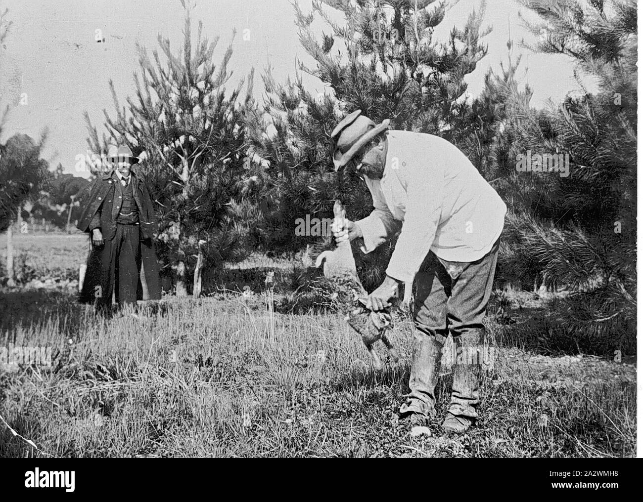 Negative - Mann Skinning Kaninchen, Ballarat, Victoria, ca. 1895 Mann skinning Kaninchen in den Vordergrund, ein anderer Mann Uhren Stockfoto