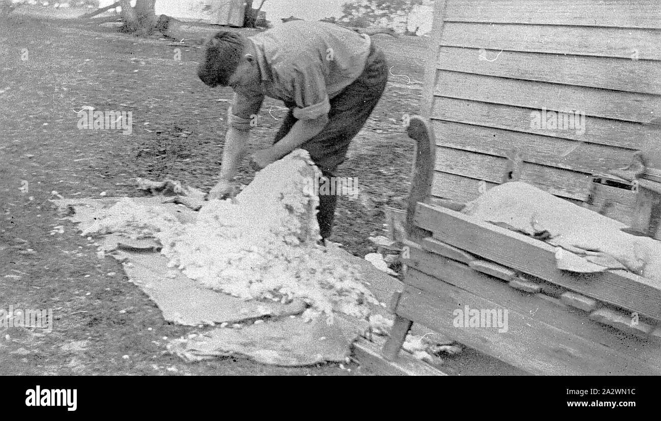 Negative - Mann Scheren ein Schaf in einem Hinterhof mit Klinge Schere, Rhymney Reef, Victoria, ca. 1935, ein Mann Scheren ein Schaf in einem Hinterhof mit Klinge Schere Stockfoto
