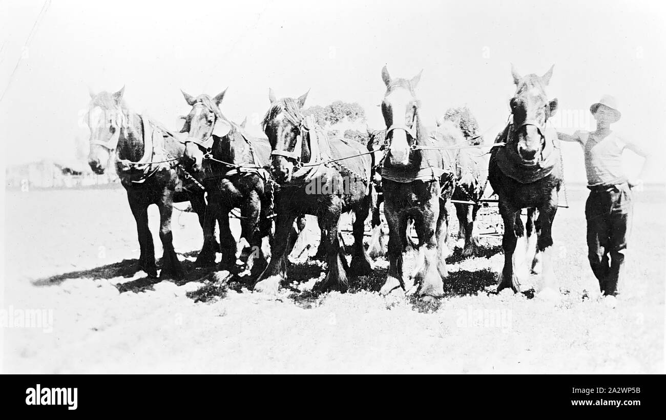 Negative - Dooen North, Victoria, 1934, ein Mann stand neben einem Pflügen team Stockfoto