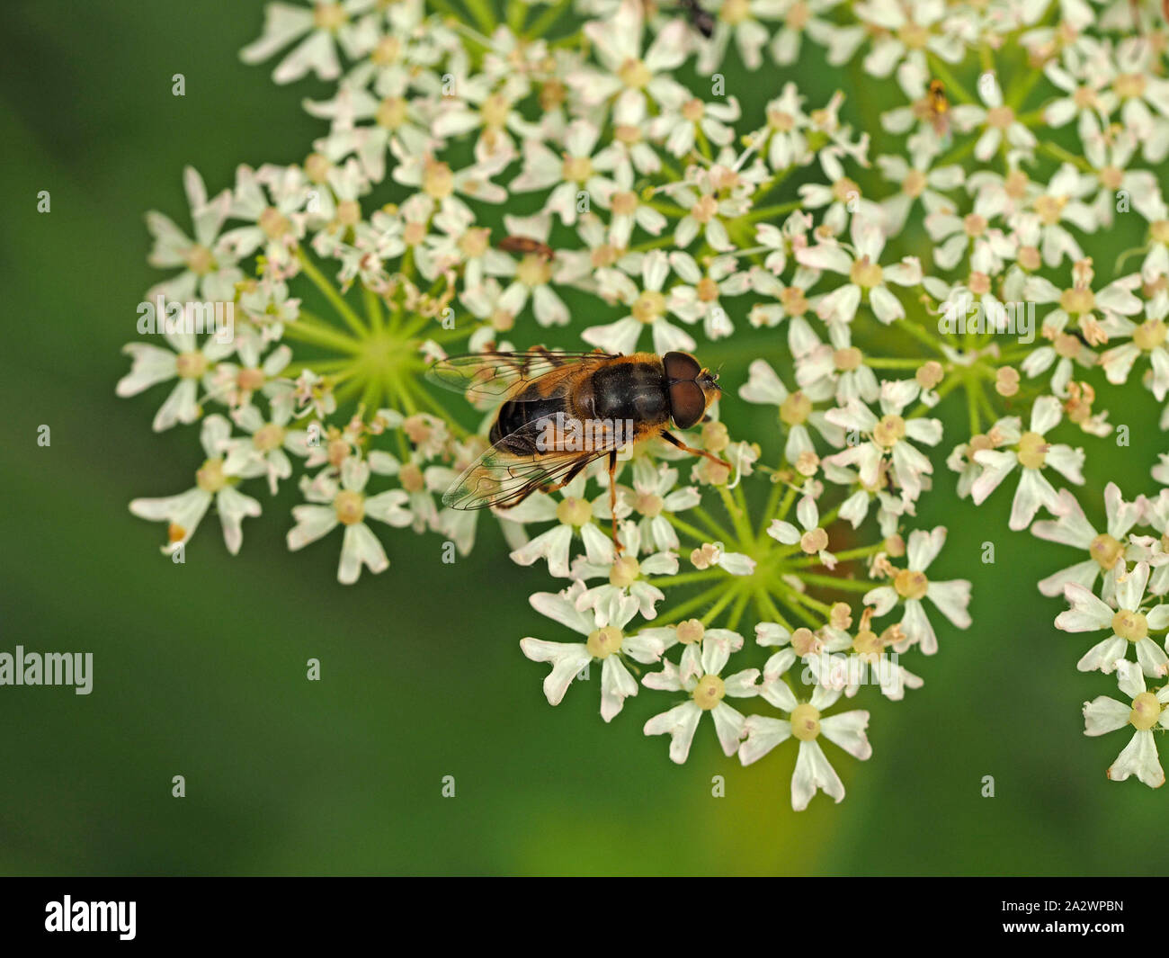 Drohne fliegen (Eristalis Tenax) eine syrphid hoverfly imitiert, dass Honig - Bienen ernähren sich von Nektar von weißen Blumen der umbellifer in Cumbria, England, Großbritannien Stockfoto