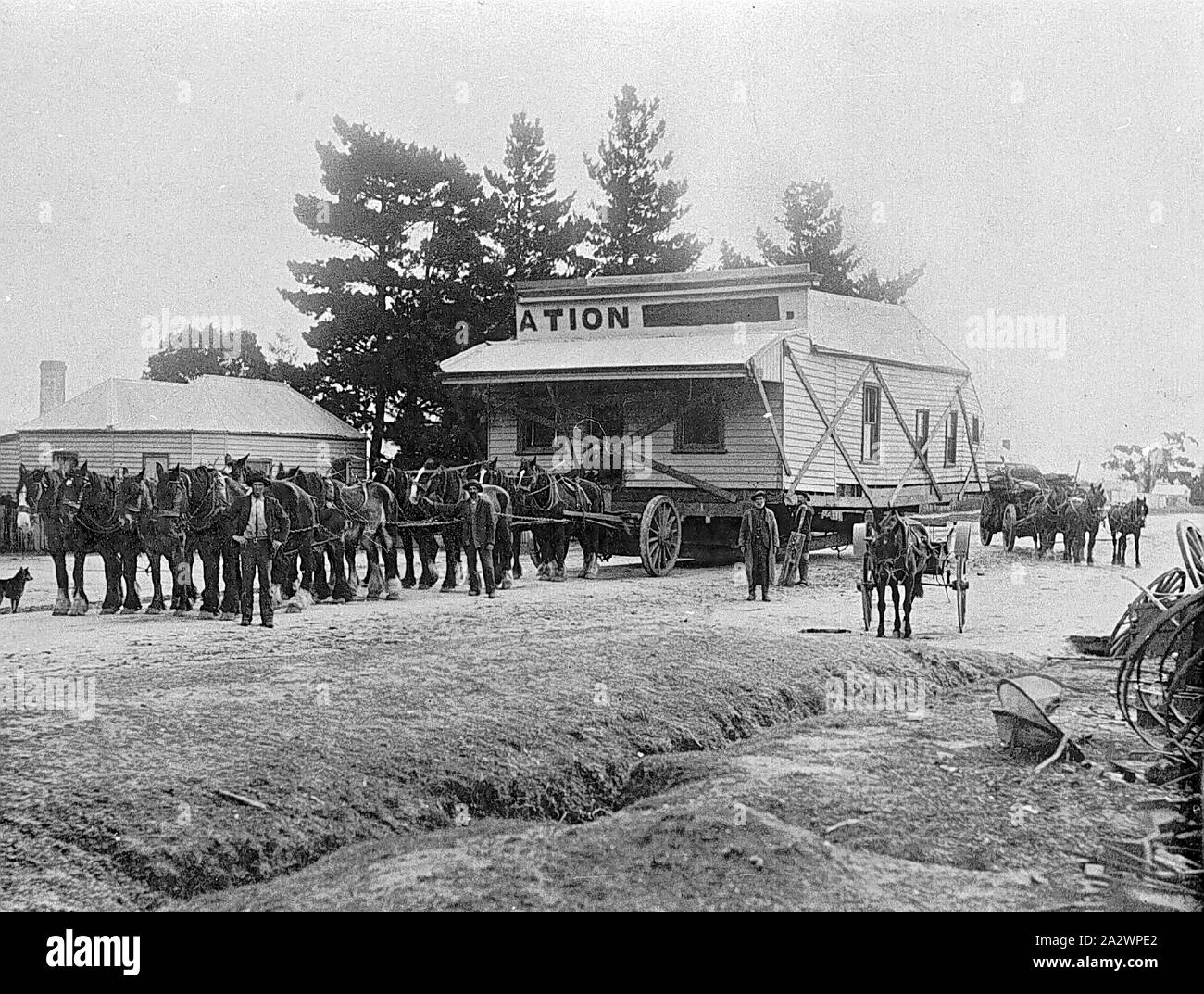 Negative-St Arnaud, Victoria, ca. 1915, ein Pferd Team beweglichen Teil einer Station. Das Gebäude hat mit Diagonalstreben versteifte. Stockfoto