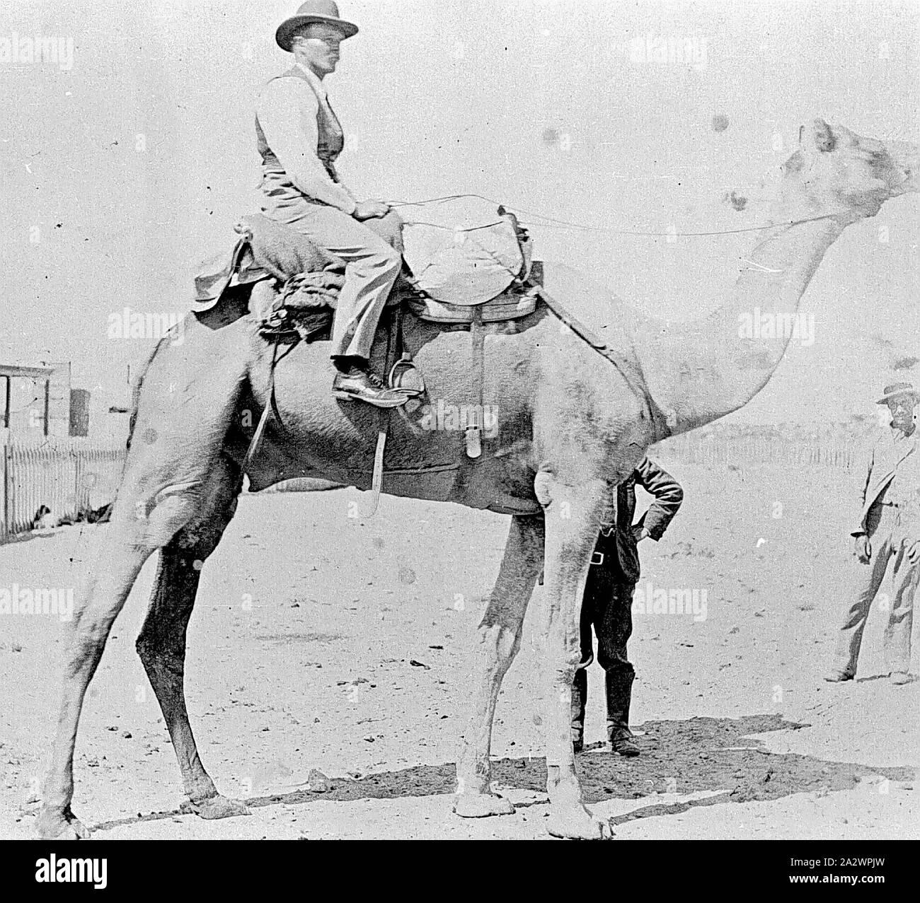 Negative - Mann auf dem Kamel, Western Australien, circa 1895, ein Mann auf einem Kamel in Western Australia montiert. Der Mann auf dem Kamel ist Albert Jeffery und war ein telegraphist in der Post. Das Bild stammt aus ca. 1895. Die Kamele und deren Kameltreiber half Lieferungen im Inland für die Bergbau- und Schafe Branchen führen, unterstützt den Bau der Overland Telegraph Line, der Canning Stock Route, großen Zaun Linien und die Trans-Australia und Zentralen Australischen Stockfoto