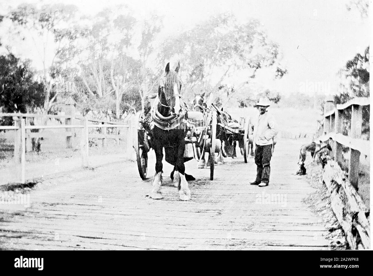 Negative - Wooronook, Victoria, 1922, Pferde und Wagen auf einer Brücke. Ein Mann neben dem führenden Warenkorb steht, ein anderer sitzt auf der Brücke Geländer Stockfoto