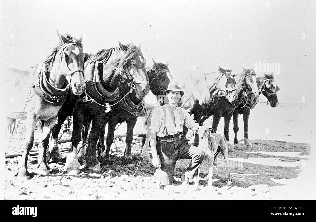 Negative - Mann mit Hund & Pferde, Nandaly, Bimbourie, Victoria, von Bill Boyd, 1922, Schwarze und Weiße fotografische Negative von der Fotograf William (Bill) Boyd. bildlich darstellen, die landwirtschaftliche Tätigkeiten Familie und das häusliche Leben der Menschen, die das anspruchsvolle Weizen Grenze des Mallee nieder, vor allem in und um die Städte Nandaly & Meer See Stockfoto