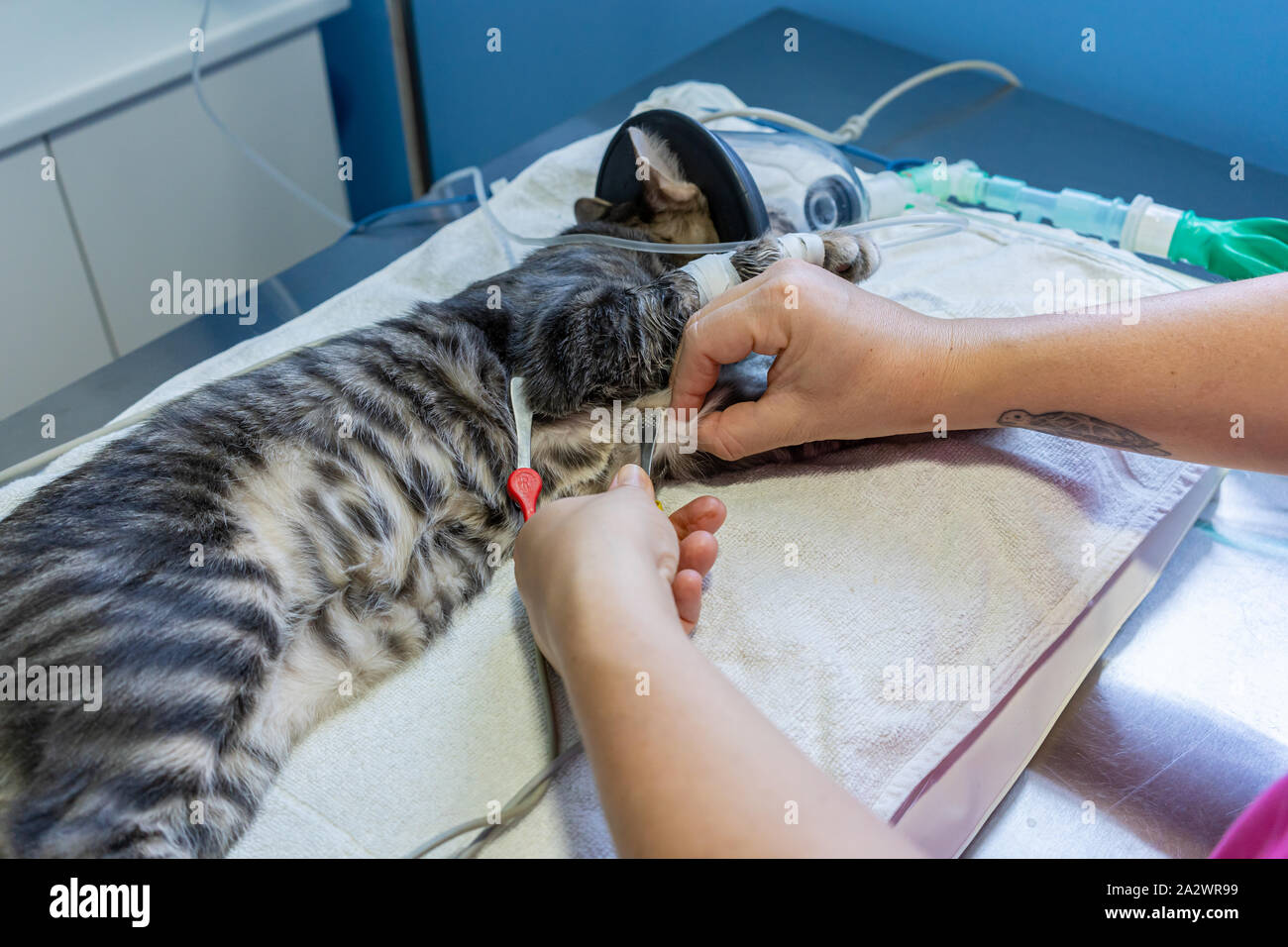 Ekg-Elektrode Plazierung von einem Tierarzt, der auf einer Sedierten Katze mit Sauerstoff Maske Stockfoto