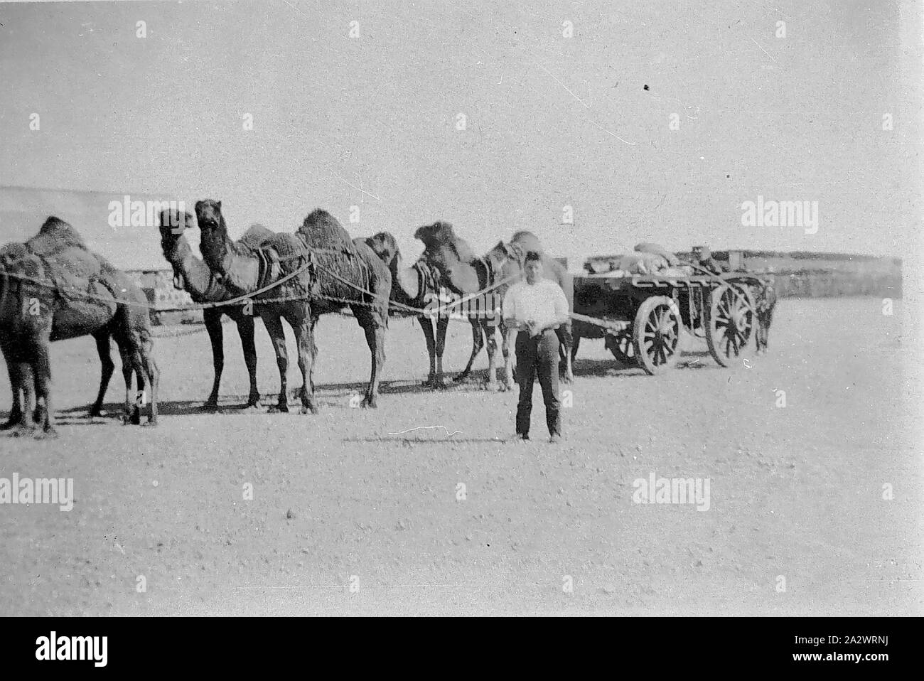 Negative - ein Mann vor einem Kamel Zug, La Coruña Bahnhof, Bügeleisen Knopf District, South Australia, 1928, ein Mann vor einem Kamel Zug auf Corunna Station die Kamele paarweise angespannt sind und ziehen einen Wagen. Das Bild wurde von T. Davidson 1928 gefangen. Die Kamele und deren Kameltreiber half Lieferungen im Inland für die Bergbau- und Schafe Branchen führen, unterstützt den Bau der Overland Telegraph Line, der Canning Stock Route, großen Zaun Linien und die Trans-Australia und Zentralen Australischen Stockfoto