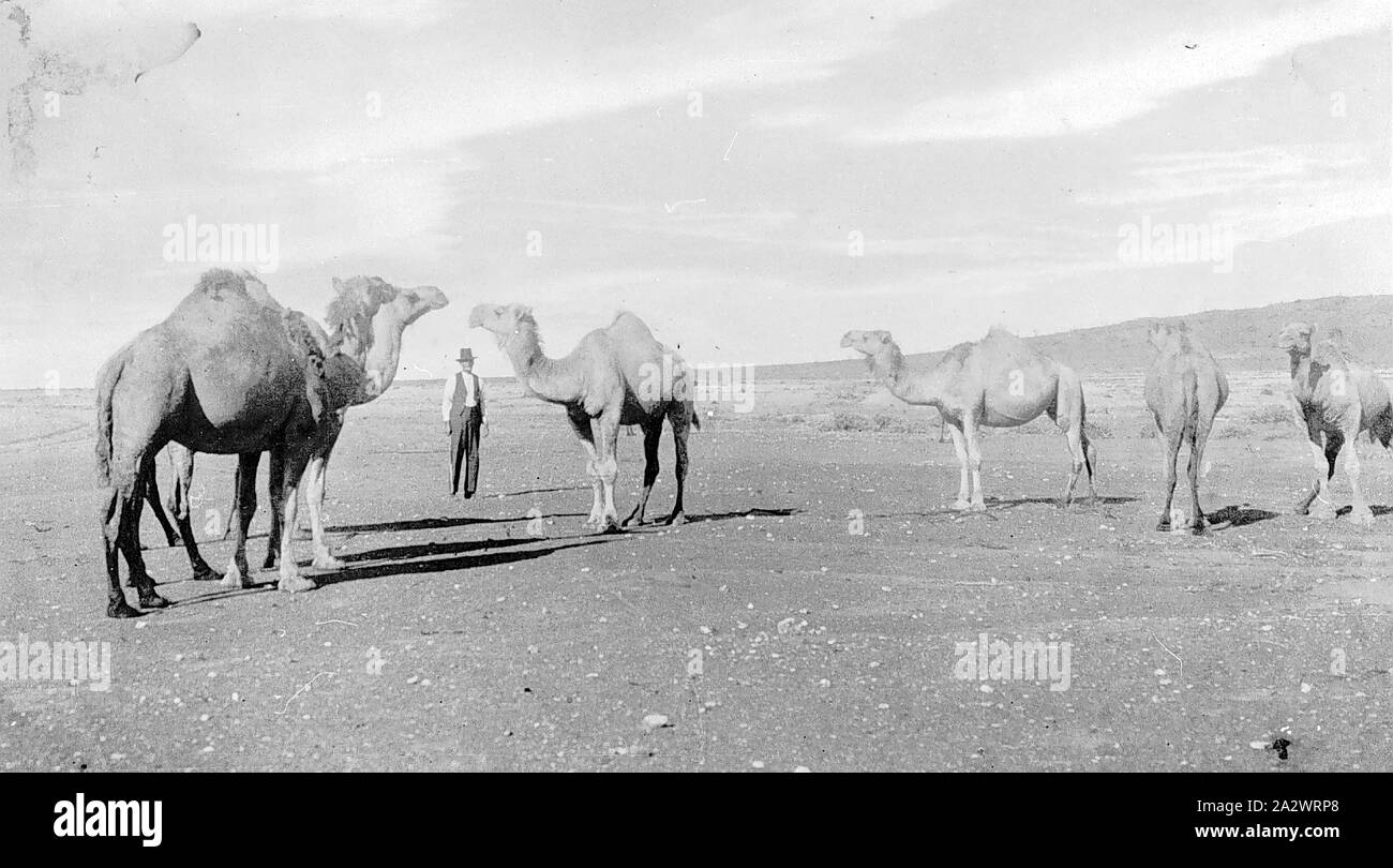 Negative - Camel Team durch Wasser langweilig Auftragnehmer, New South Wales, etwa 1930, das Kamel team von Jack Minogue, das Wasser langweilig Auftragnehmer auf Sir Sidney Kidman Eigenschaften verwendet. Dieses Bild ist irgendwo zwischen Tibooburra und Innamincka entfernt und Termine bis etwa 1930. Kidman fort camel Transporte länger als die meisten anderen land- und Hausbesitzer in Australien zu verwenden. Die meisten wählten Kraftfahrzeuge kurz nach dem Zweiten Weltkrieg zu modernisieren ICH Stockfoto