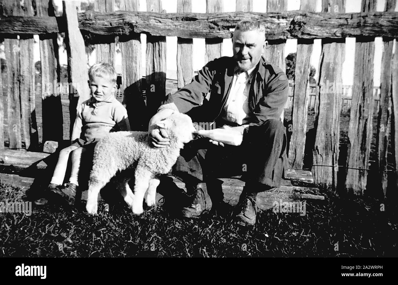 Negative - Casterton, Victoria, ca. 1935, ein Mann mit der Flasche füttern ein Lamm. Ein kleiner Junge sitzt neben Ihnen Stockfoto