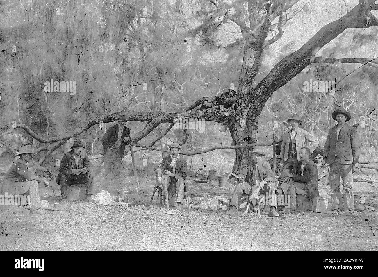 Negative - Merino Bezirk, Victoria, 1910, Männer und Hunde an einem Lagerfeuer unter einem großen Baum Stockfoto
