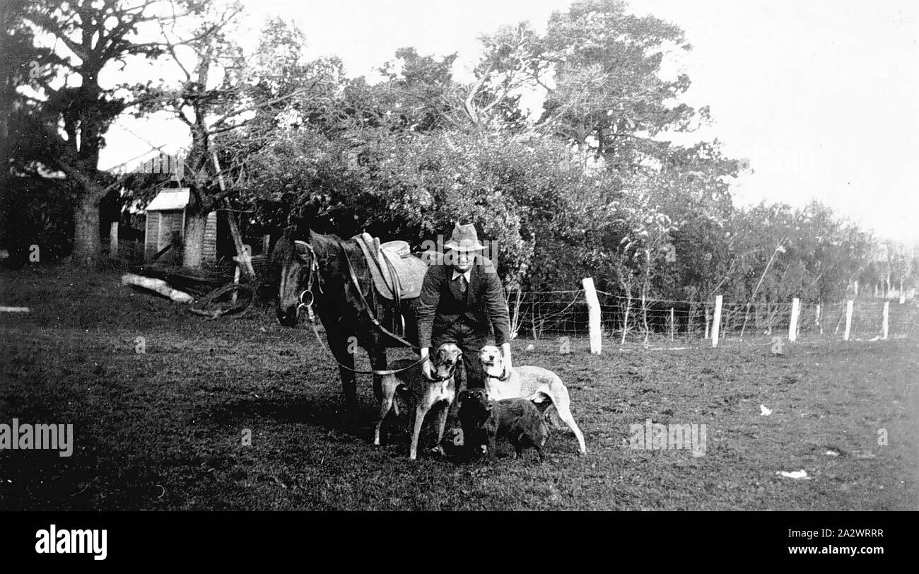 Negative - Carapook, Victoria, ca. 1930, Mann mit Hunden für Fuchs und Hase Jagd verwendet. Er hält die Zügel seines Pferdes Stockfoto