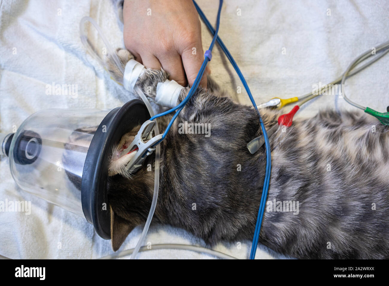 Ekg-Elektrode Plazierung von einem Tierarzt, der auf einer Sedierten Katze mit Sauerstoff Maske Stockfoto
