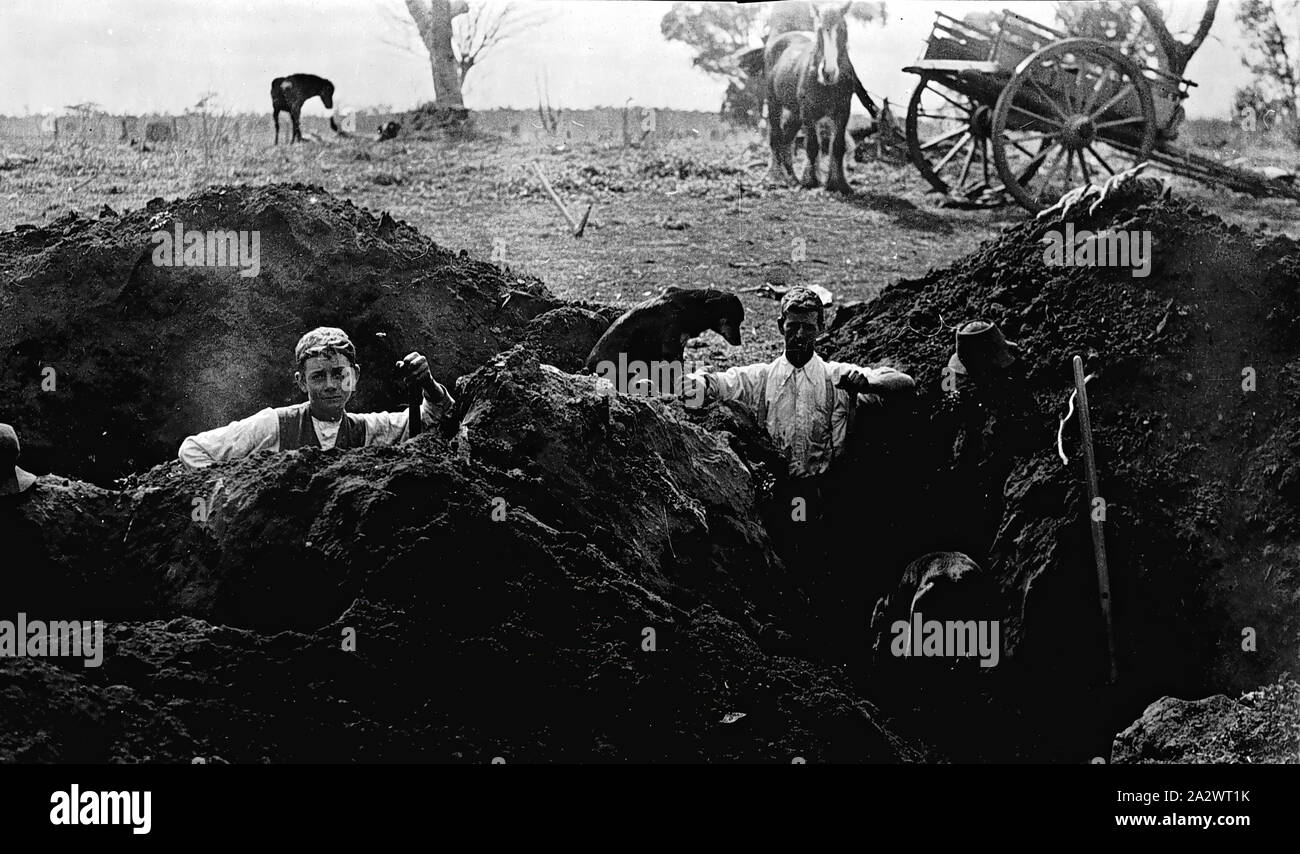 Negative - fentons Creek, Victoria, ca. 1905, zwei Männer graben Löcher. Es gibt ein Warenkorb im Hintergrund und zwei Pferde grasen. Ein Hund sitzt neben einer der Bohrungen Stockfoto