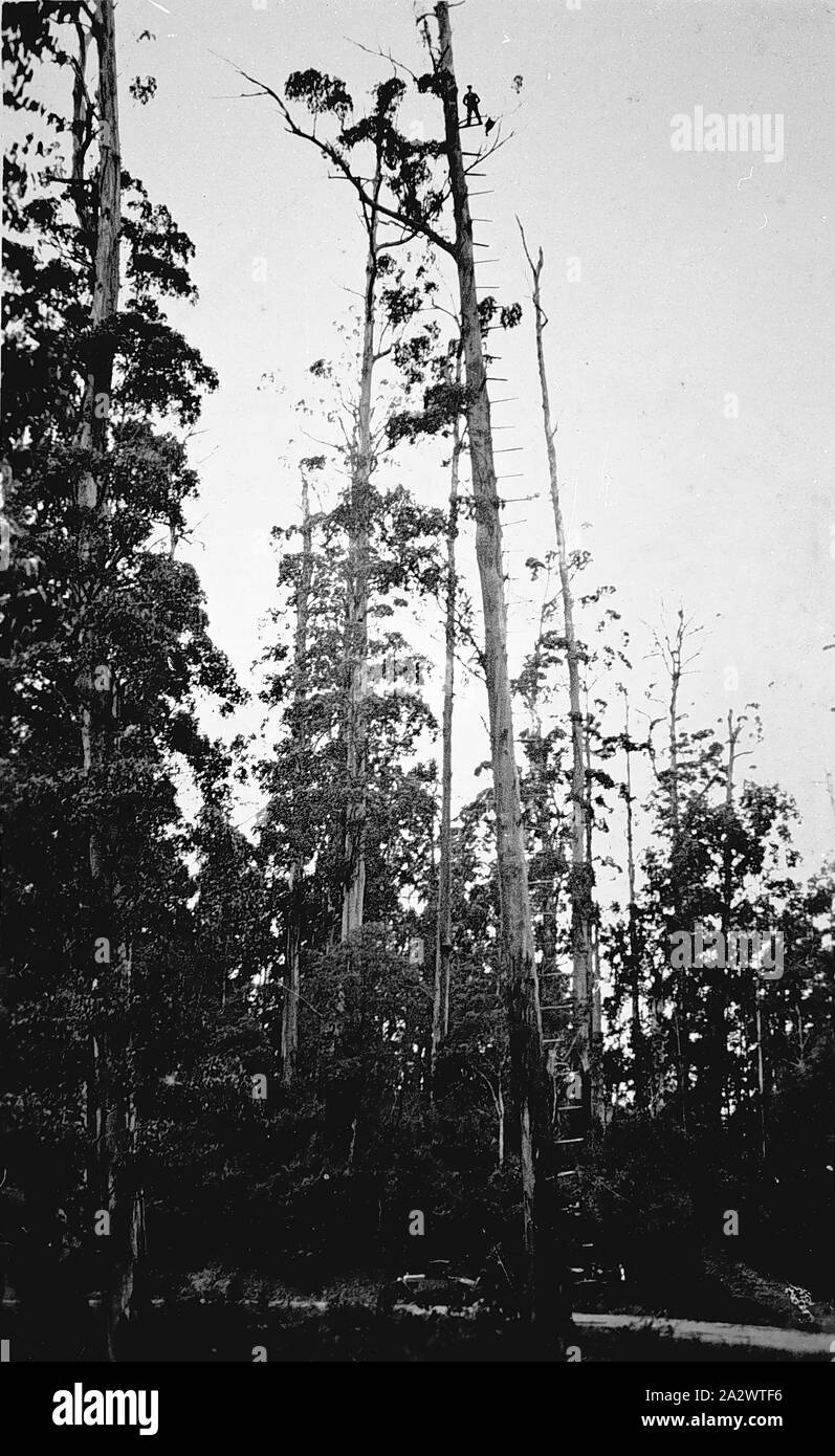 Negative - Pflege der Bezirk, Victoria, ca. 1935 Mann, 180 ft auf einen Baum. Sprossen in die Seite des Baumes angetrieben. Der Baum wird davon ausgegangen, dass ein Feuer Ausblick gedient zu haben Stockfoto