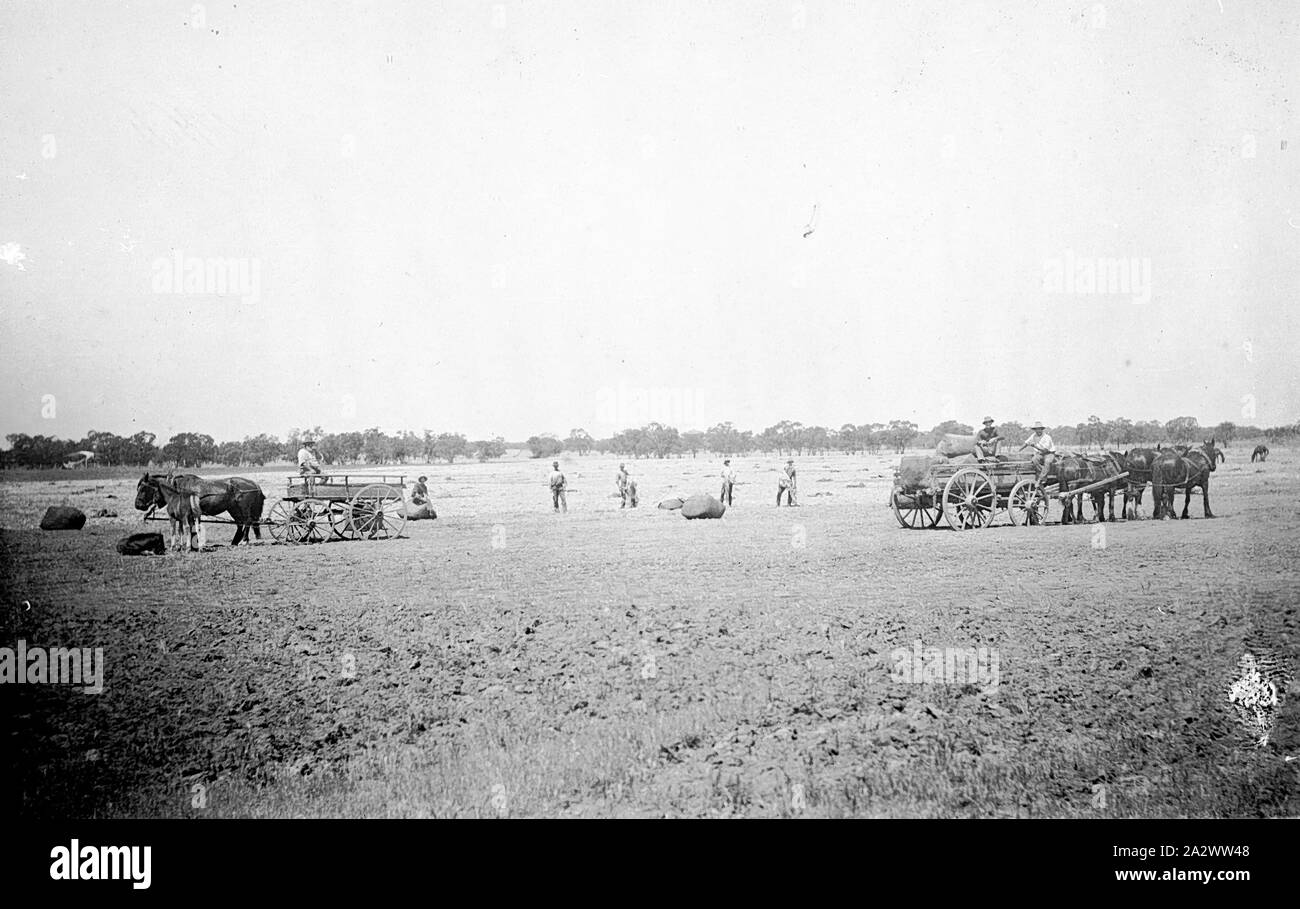 Negative - Wentworth District, New South Wales, ca. 1905, Trocknen wolle Ballen, die sich aus der versunkenen Barge Florenz Annie" eingezogen worden sind. Die Ballen auf den Boden platziert. Es gibt zwei Pferdekutschen. Die Eigenschaft 'Balcatherine' Bahnhof Stockfoto