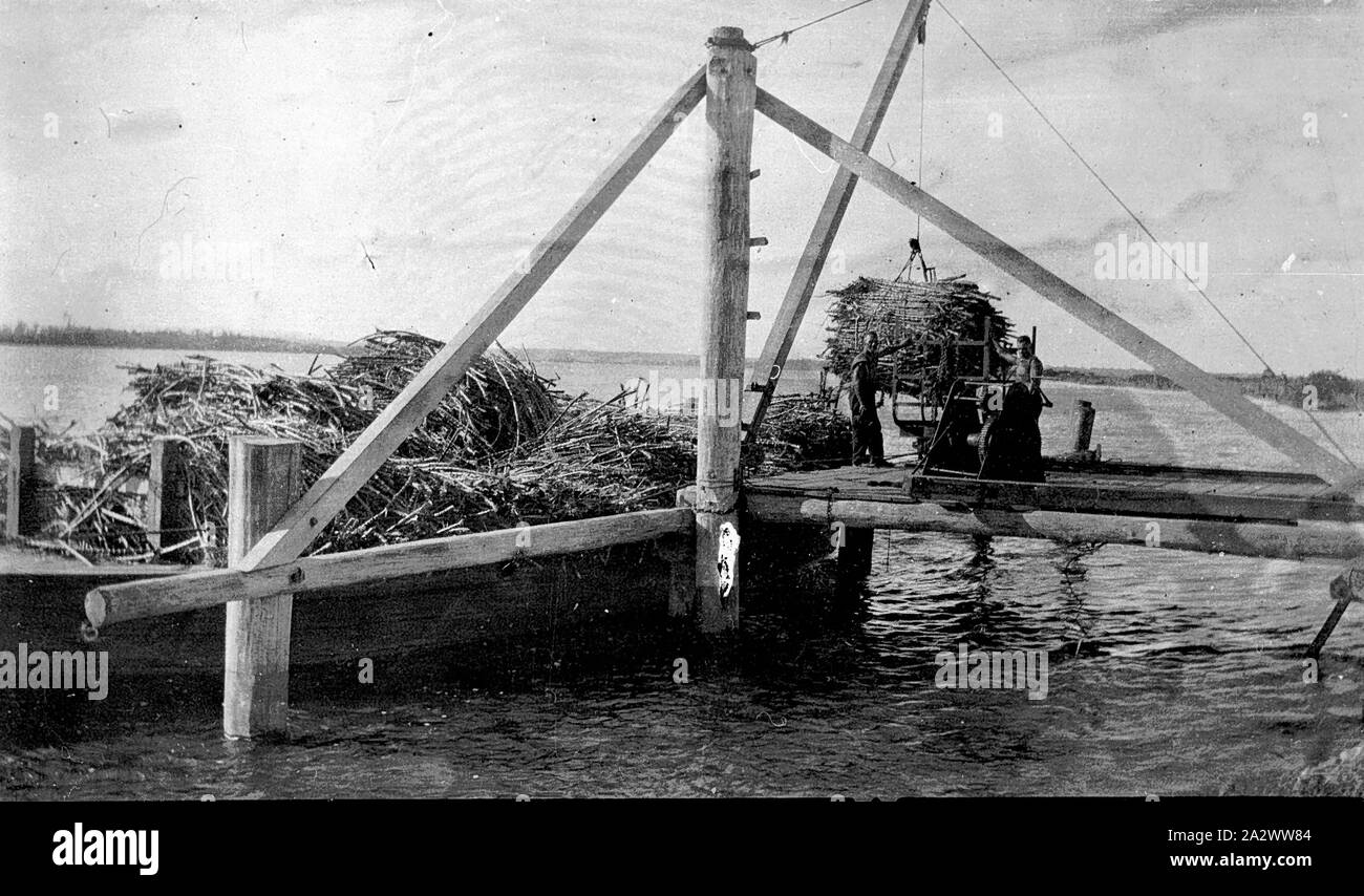 Negative - Palmer Island, New South Wales, 1934, Laden von Zuckerrohr auf einem Schiff auf dem Clarence River Stockfoto