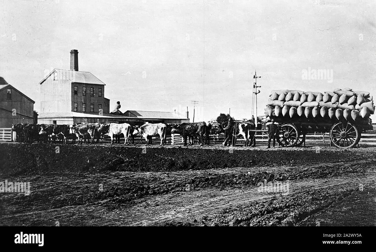 Negative - Murtoa, Victoria, um 1910, eine Wagenladung von Getreide, von einem Ochsen Team zog, an einer Mühle Stockfoto