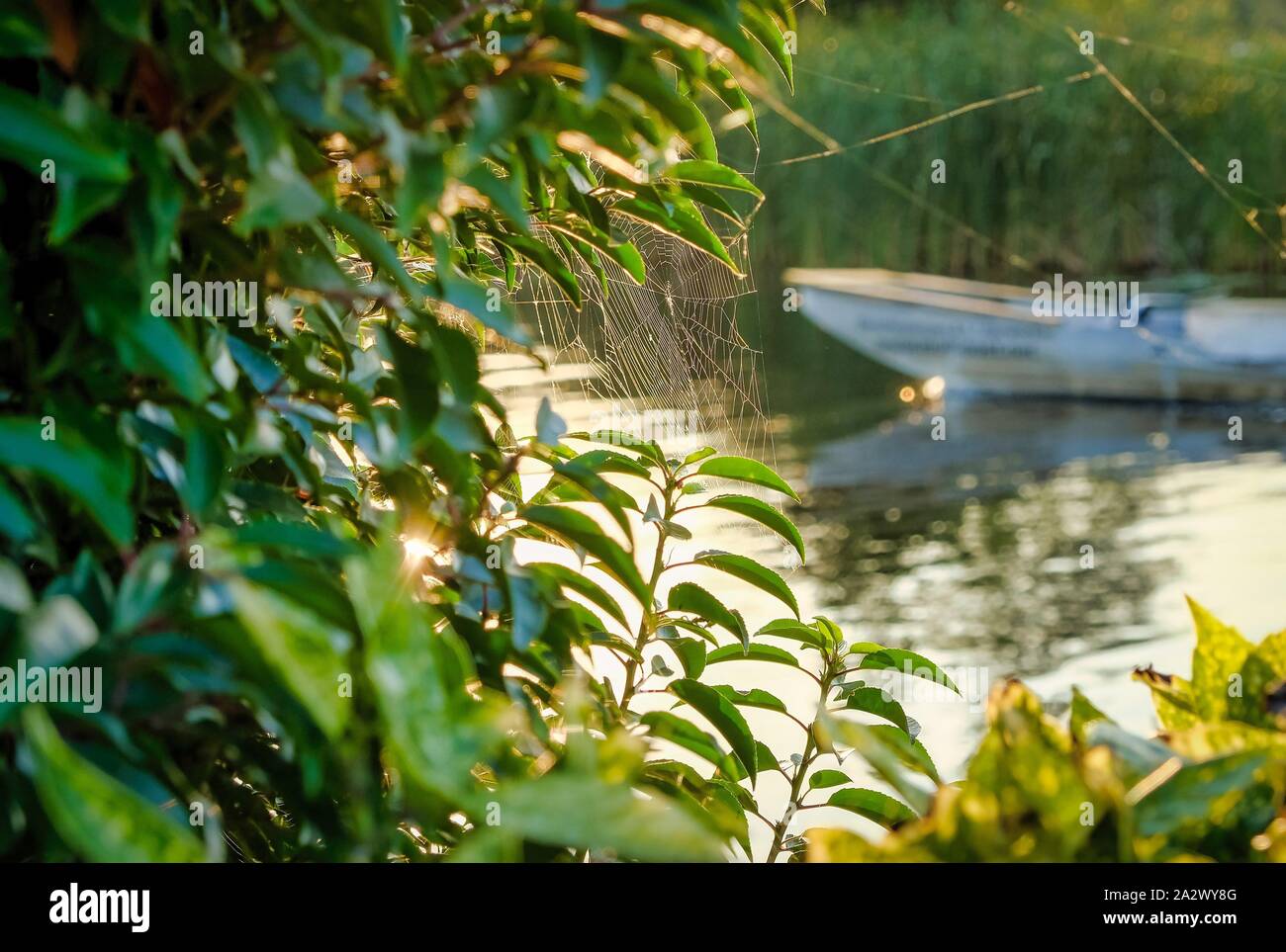 Web auf den Ästen der Bäume gespannt. Viele Spinnweben, spider Königreich über den Fluss, die in der Morgendämmerung im Nebel. Beginn der Kanutour Stockfoto