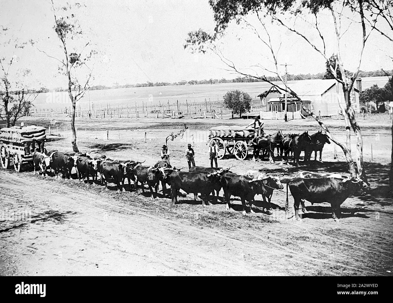 Negative - Jeparit, Victoria, ca. 1895, Im Vordergrund gibt es eine Wagenladung von Korn Säcke von einem Ochsen Team mit einem anderen Wagenladung von Korn Säcke durch ein Team der Pferde im Hintergrund gezogen. Es gibt einen Pfeil auf einen Menschen ihn als 'George Stockfoto