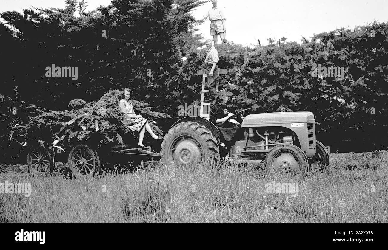 Negative - Cobden Bezirk, Victoria, ca. 1955, Trimmen Zypressen Hecke. Es gibt einen Traktor in den Vordergrund, die sammelt die abgesägte Äste Stockfoto