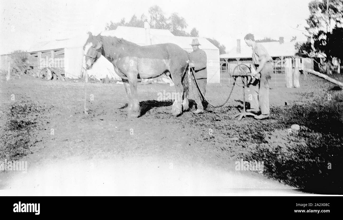 Negative - Pferd Clipping, Birchip, Victoria, ca. 1925, zwei Männer clipping Fell eines Pferdes. Sie sind mit Scherer durch eine Hand trieb - gedreht Rad Stockfoto