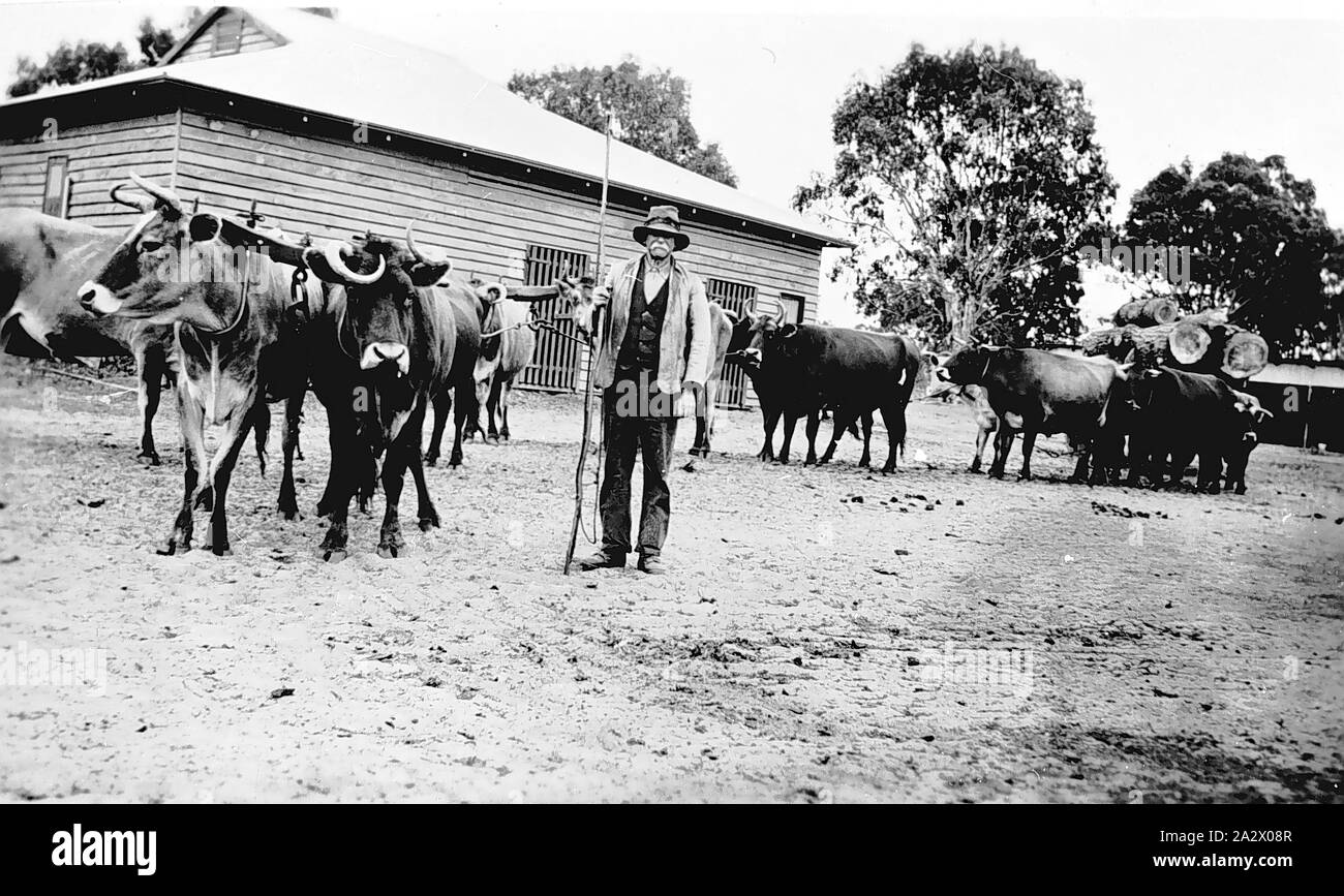 Negative - Sandford, Victoria, ca. 1925, Stier Fahrer mit seinem Team auf 'Trevellas Downs" Station. Die wolle Halle und die Maschinerie im Hintergrund vergossen Stockfoto