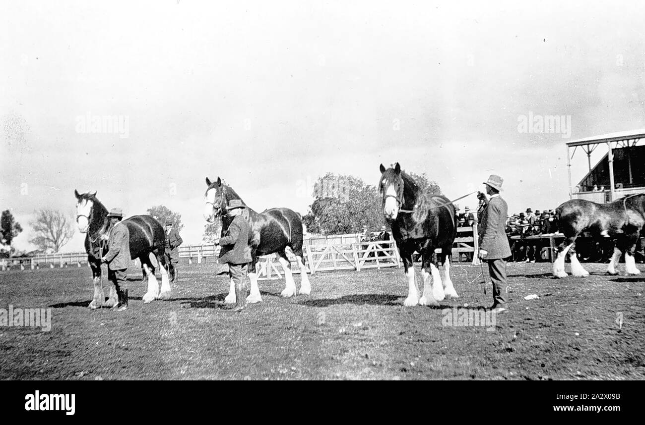 Negative - Nhill, Victoria, 1920, drei Clydesdale Pferde an den Nhill Showgrounds angezeigt werden Stockfoto