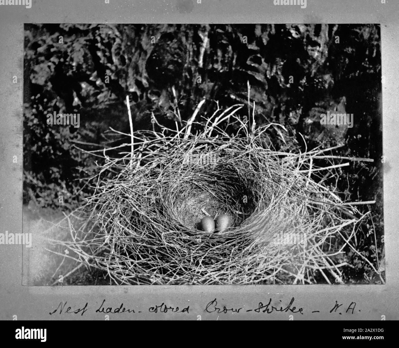 Fotografie - von A.J. Campbell, Western Australia, ca. 1890, das Nest einer Krähe Shrike mit zwei Eier Stockfoto