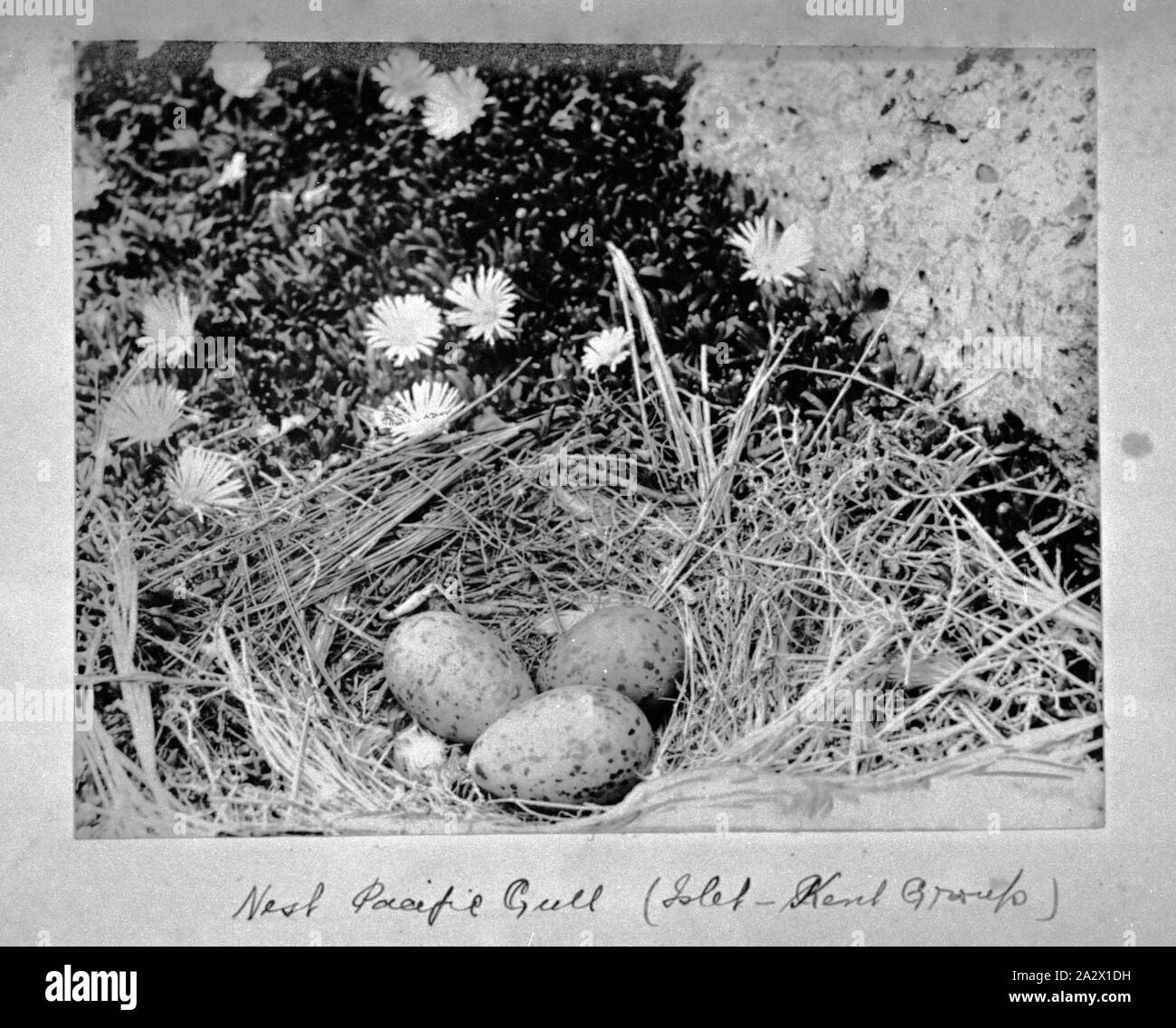 Fotografie - von A.J. Campbell, Kent Island Group, Bass Strait, Tasmanien, ca. 1890, das Nest eines pazifischen Möwe mit drei Eiern. Es ist eine blühende Pflanze im Hintergrund Stockfoto