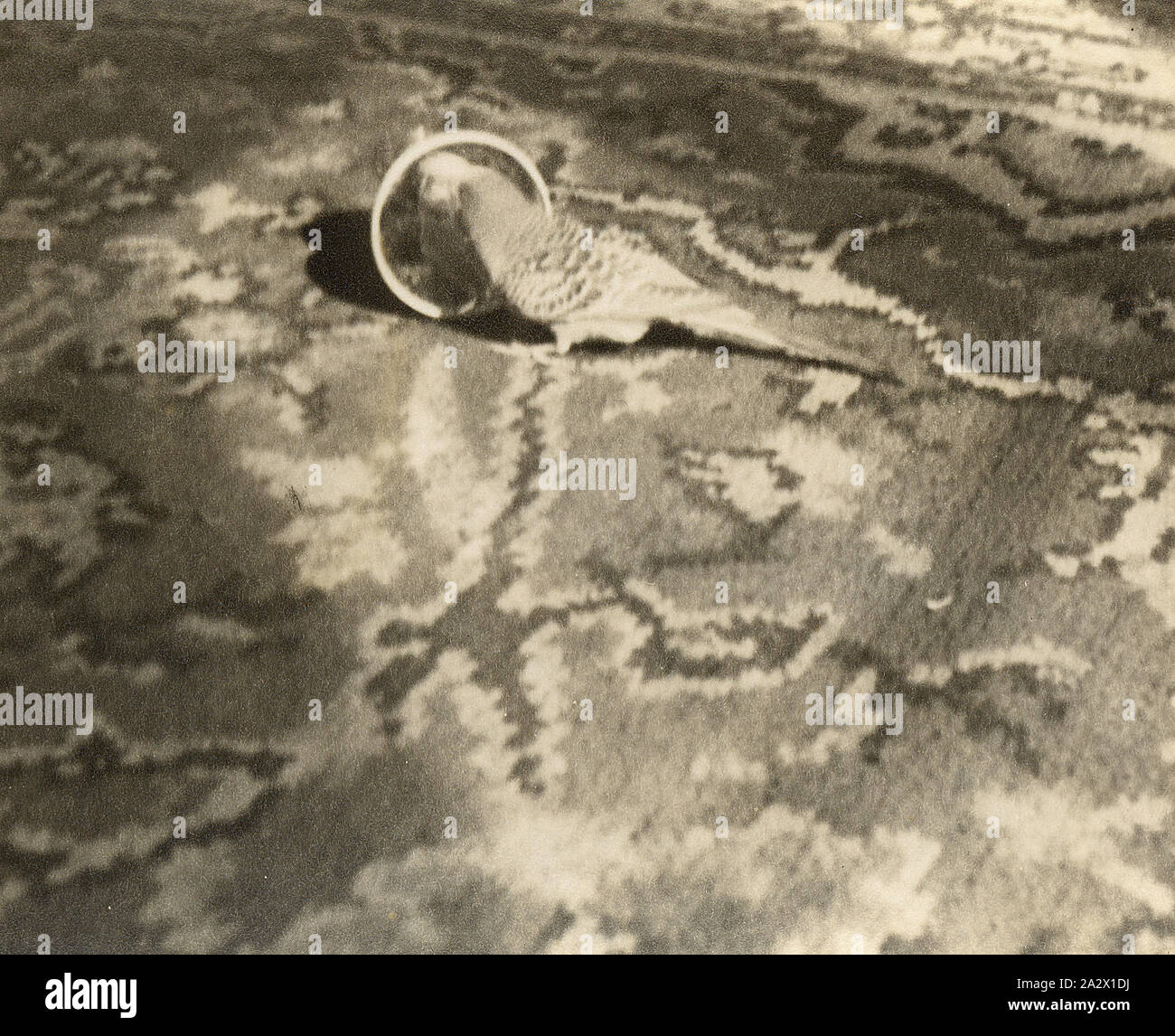 Fotografie - Nevin Familie Wellensittich, Heston, Middlesex, England, 5. Mai 1955, Foto: Wellensittiche suchen, sich selbst in einem Spiegel auf einem Teppichboden, circa 1950. Der Vogel ist das Tier der Nevin Familie an ihrem Haus in Heston, Middlesex, England. Es wurde eine Auswahl von Fotografien nach Australien geschickt von Eileen Nevin, Mutter von Eileen Blutegel nachdem Sie, ihr Ehemann James, und Tochter Susan nach Australien 1953 migriert, und auch unter denen brachten sie zurück zu Stockfoto