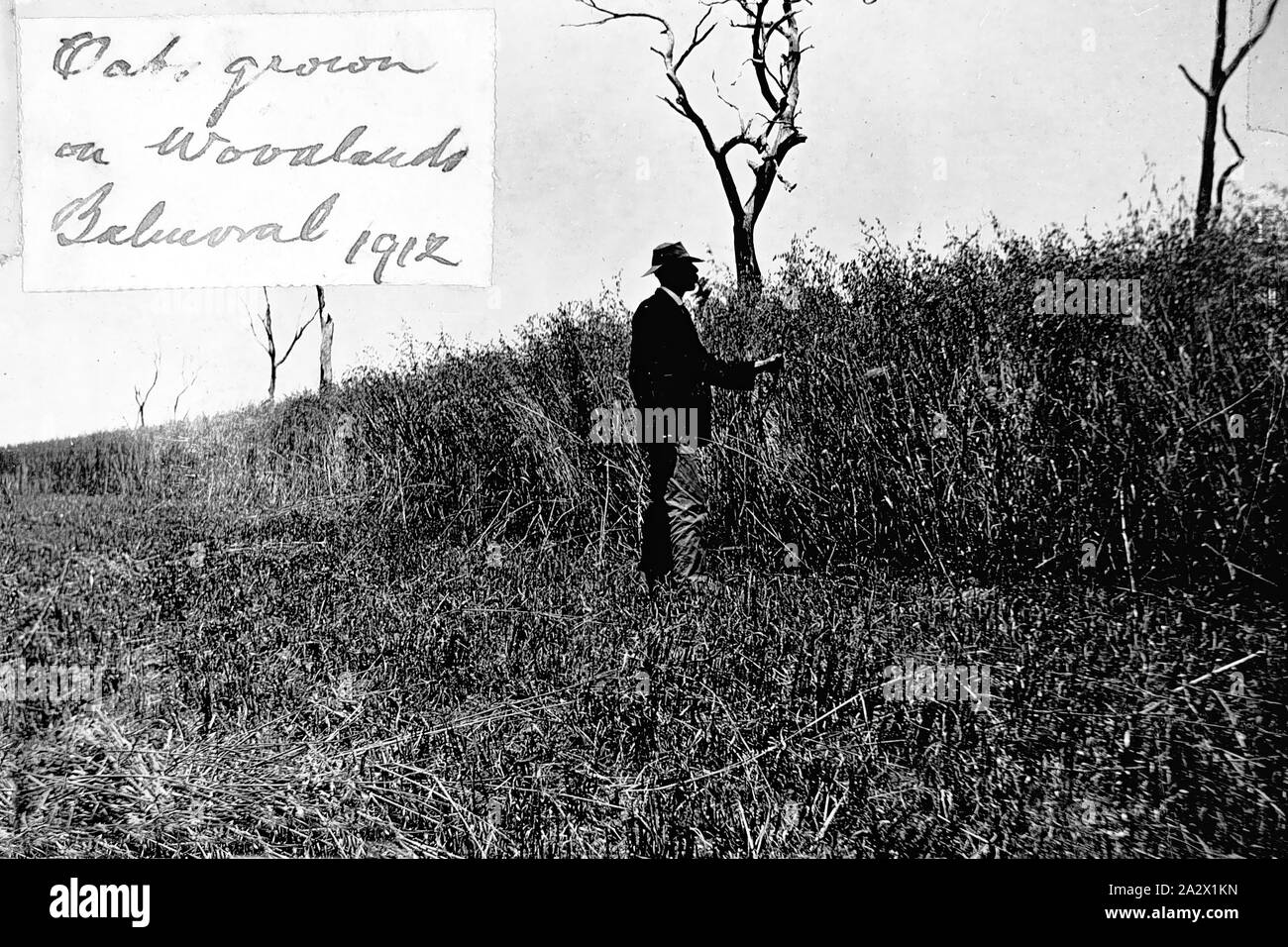 Negative - Hafer Ernte, Balmoral, Victoria, 1912, ein Mann stand neben einer Ernte von Hafer seine Höhe anzugeben. Er war über 6 Meter hoch. Die fruchtart wurde ohne Superphosphate gewachsen Stockfoto