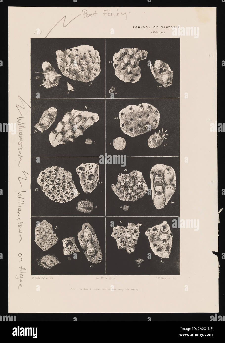 Lithographischen Drucken, veröffentlicht als Platte 37 im Prodromus der Zoologie von Victoria von Frederick McCoy. Bleistift loaticon Notationen hinzugefügt post-Publikation (vermutlich ziemlich jüngsten Stockfoto