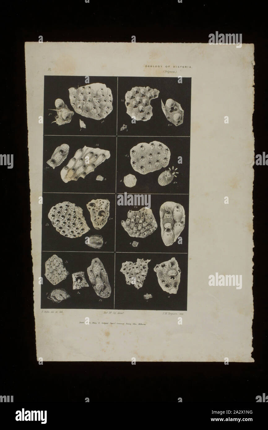 Lithographischen Drucken - Lithographische Tusche auf Papier, lithographischen Drucken veröffentlicht als Platte 37 im Prodromus der Zoologie von Victoria von Frederick McCoy Stockfoto