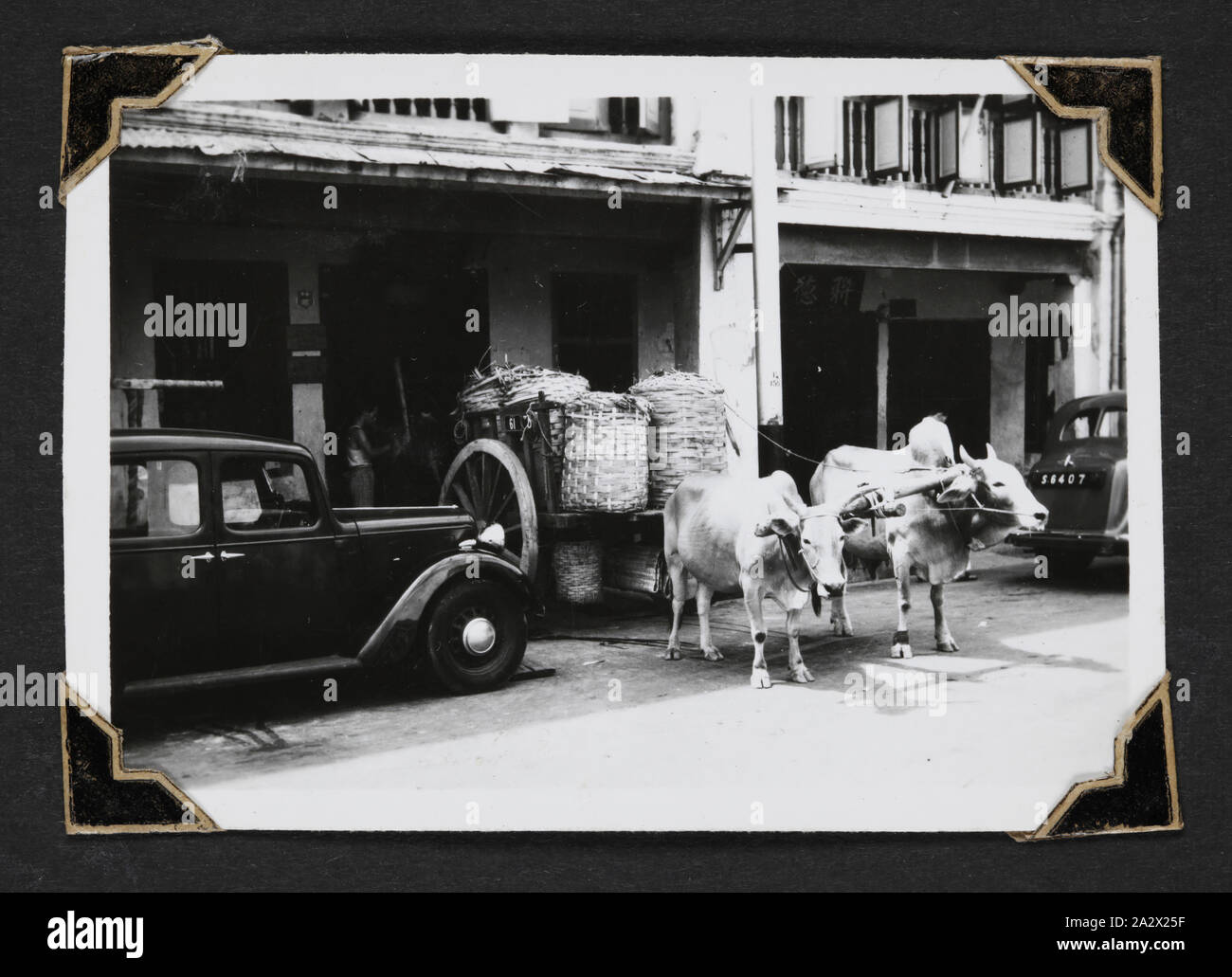 Fotografie - Antike und Moderne", Singapur, 1941, schwarz-weiß Foto von Brahman Kühe und moderne Autos. Einer der 116 Fotos in einem Fotoalbum von Pilot Officer Colin Keon-Cohen. Dies sind sehr gute Bilder des Lebens in Singapur mit 205 Sqn RAF, dann 77 Sqn RAAF, dem Zweiten Weltkrieg Stockfoto