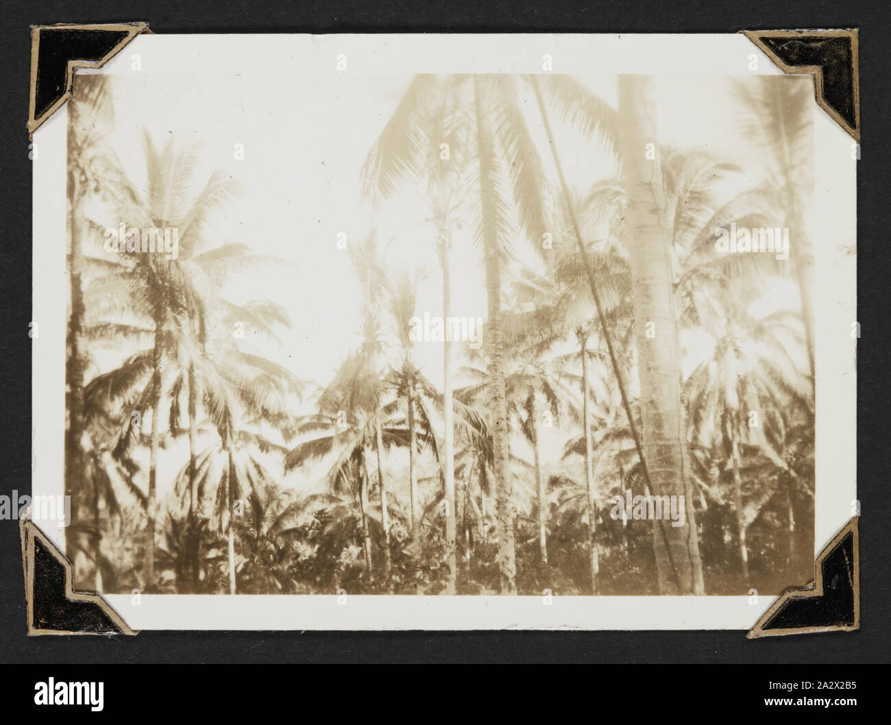 Foto - "Camp Site, Milne Bay', Neuguinea, 1942-1943, Schwarz-weiß Fotografie der Campingplatz von 77 Squadron in der Milne Bay. Einer der 116 Fotos in einem Fotoalbum von Pilot Officer Colin Keon-Cohen. Dies sind sehr gute Bilder des Lebens in Singapur mit 205 Sqn RAF, dann 77 Sqn RAAF, Weltkrieg II. Stockfoto