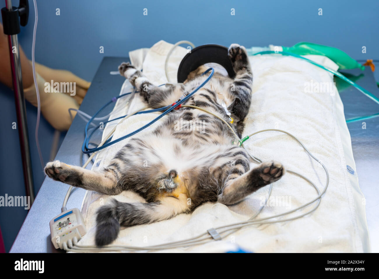 Ekg-Elektrode entfernen von einem Tierarzt, der auf einer Sedierten Katze mit Sauerstoff Maske Stockfoto
