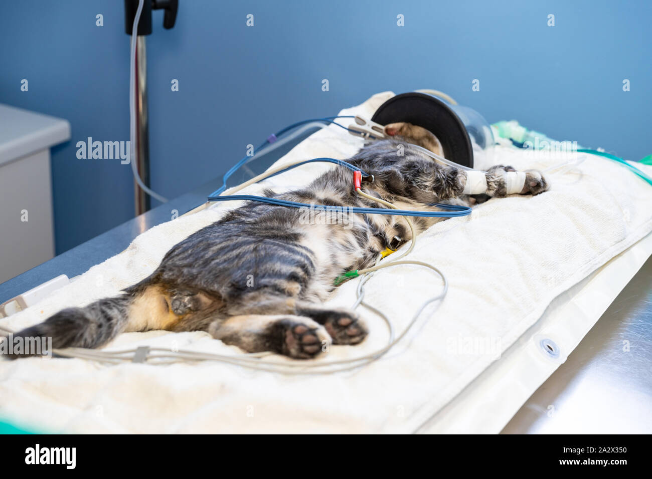Ekg-Elektrode entfernen von einem Tierarzt, der auf einer Sedierten Katze mit Sauerstoff Maske Stockfoto