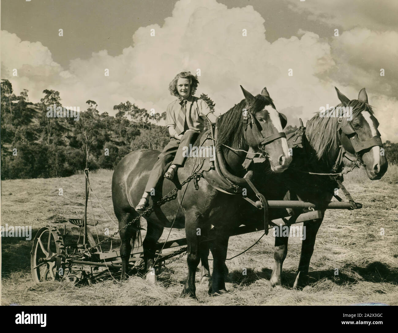 Pferd Gezogen Mäher Stockfotos Und -Bilder Kaufen - Alamy