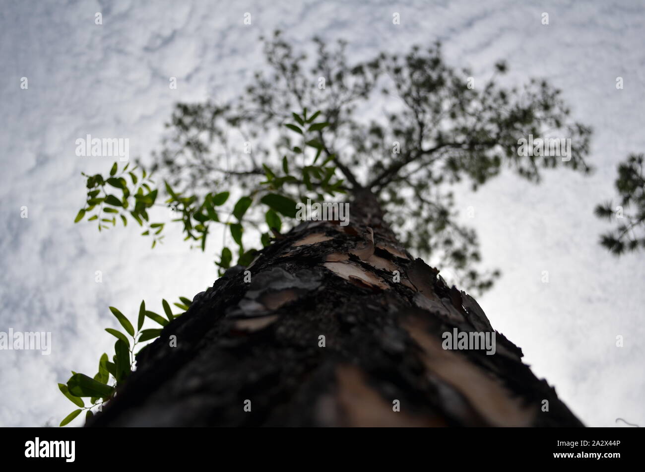 Hoch aufragenden Baum Stockfoto