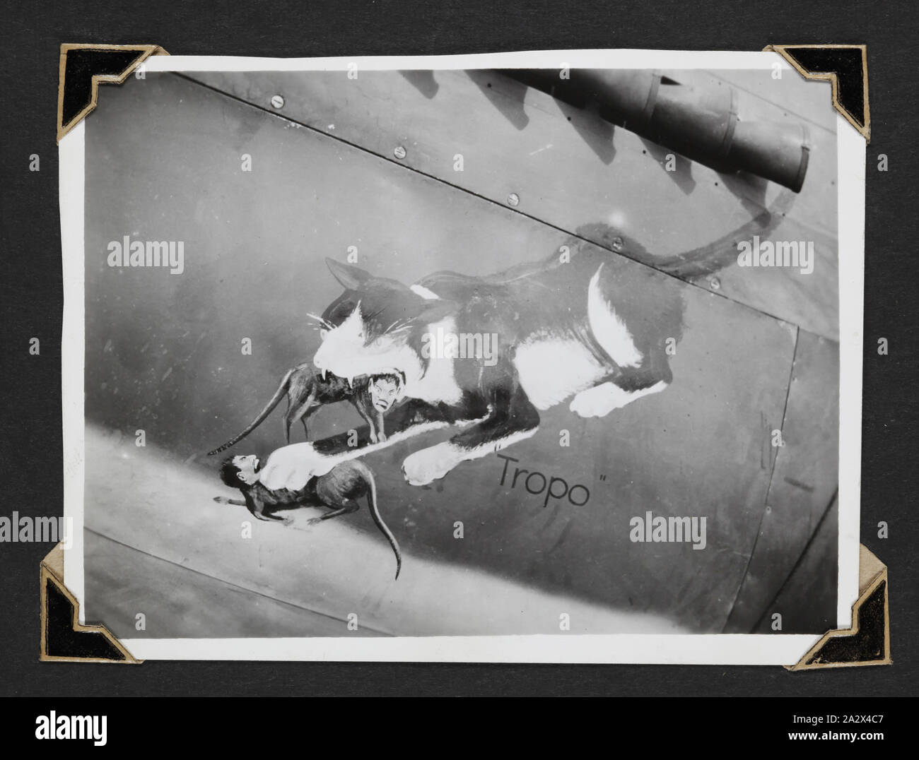 Foto - "Officers' Mess Cat', Neu Guinea, 1943, schwarz-weiß Foto von einem Gemälde von tropo Verwirrung des Offiziers, die Katze auf den Hafen Motorverkleidung einer P-40 Kittyhawk Flugzeug (nose art). Einer der 116 Fotos in einem Fotoalbum von Pilot Officer Colin Keon-Cohen. Dies sind sehr gute Bilder des Lebens in Singapur mit 205 Sqn RAF, dann 77 Sqn RAAF, Weltkrieg II. Stockfoto